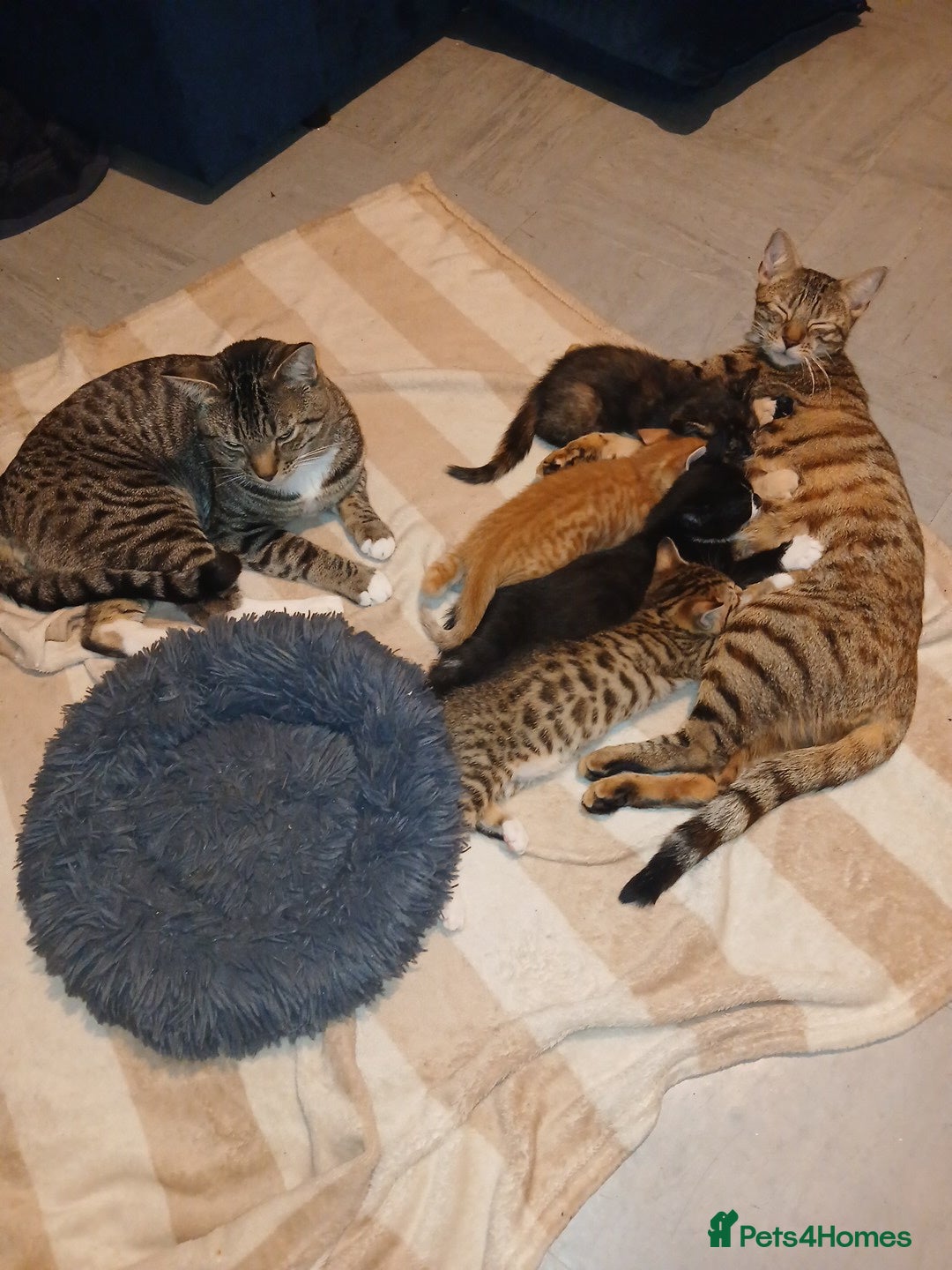 Bengal cats for sale: Half Bengal kittens - Image 9