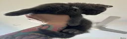 Russian Blue cats for sale: 🚻Super excited Russian👒 B kitties up to go🔵 in Orpington - Advert 4