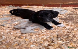 Mixed Breed dogs for sale: Ready now cocker spaniel x German shepherd puppy’s - Image 7