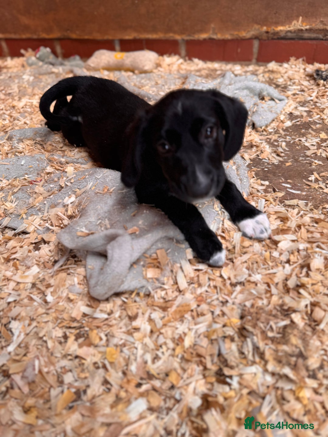 Mixed Breed dogs for sale: Ready now cocker spaniel x German shepherd puppy’s - Image 7