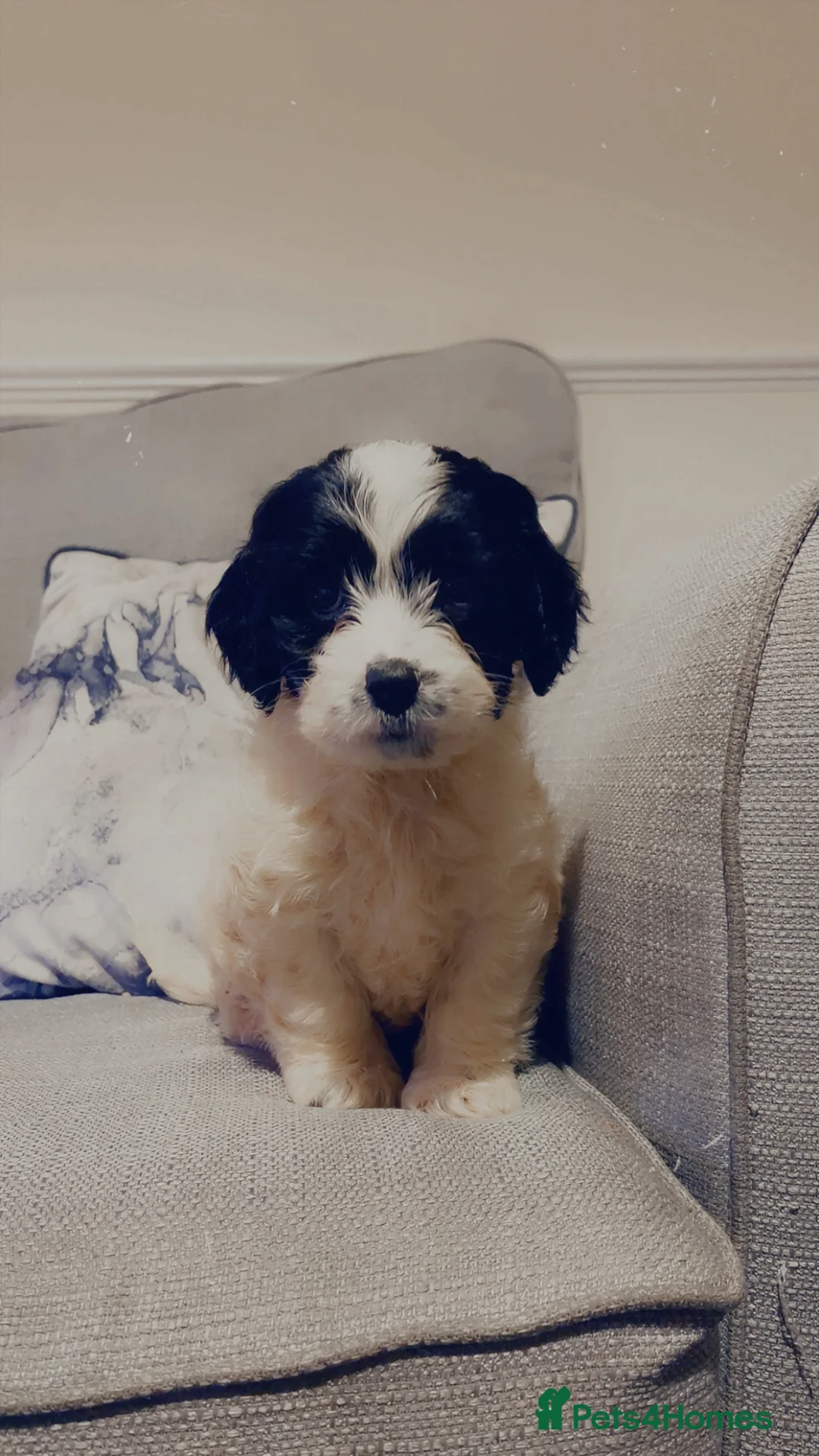 Sproodle dogs for sale: Male poodle for Sad sale! - Advert 3