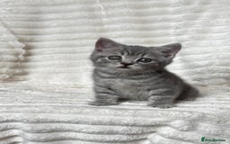 British Shorthair cats for sale: OUTSTANDING GCCF + HEALTH TESTED BSH + BLH KITTENS - Image 38