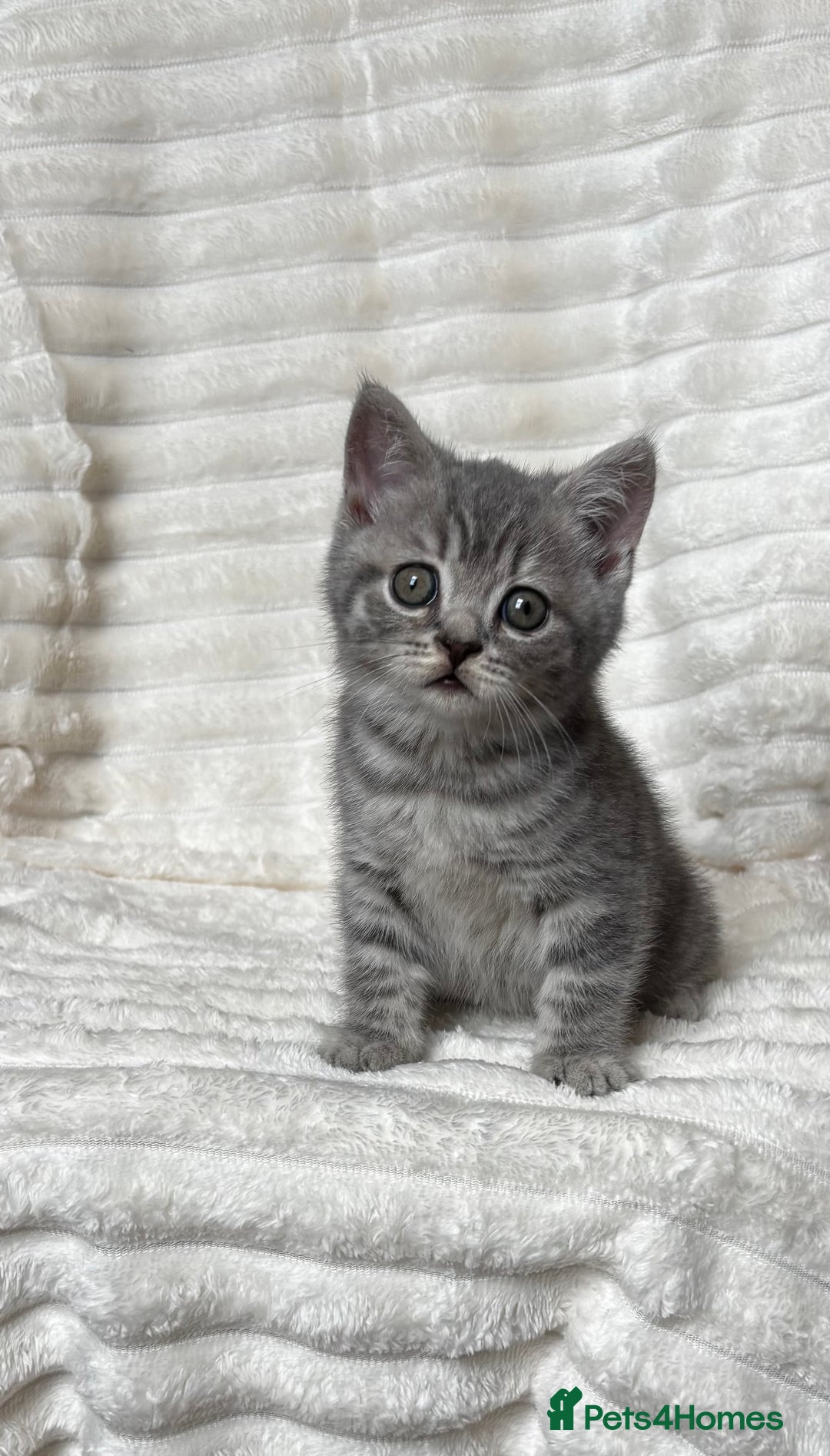 British Shorthair cats for sale: OUTSTANDING GCCF + HEALTH TESTED BSH + BLH KITTENS - Image 38