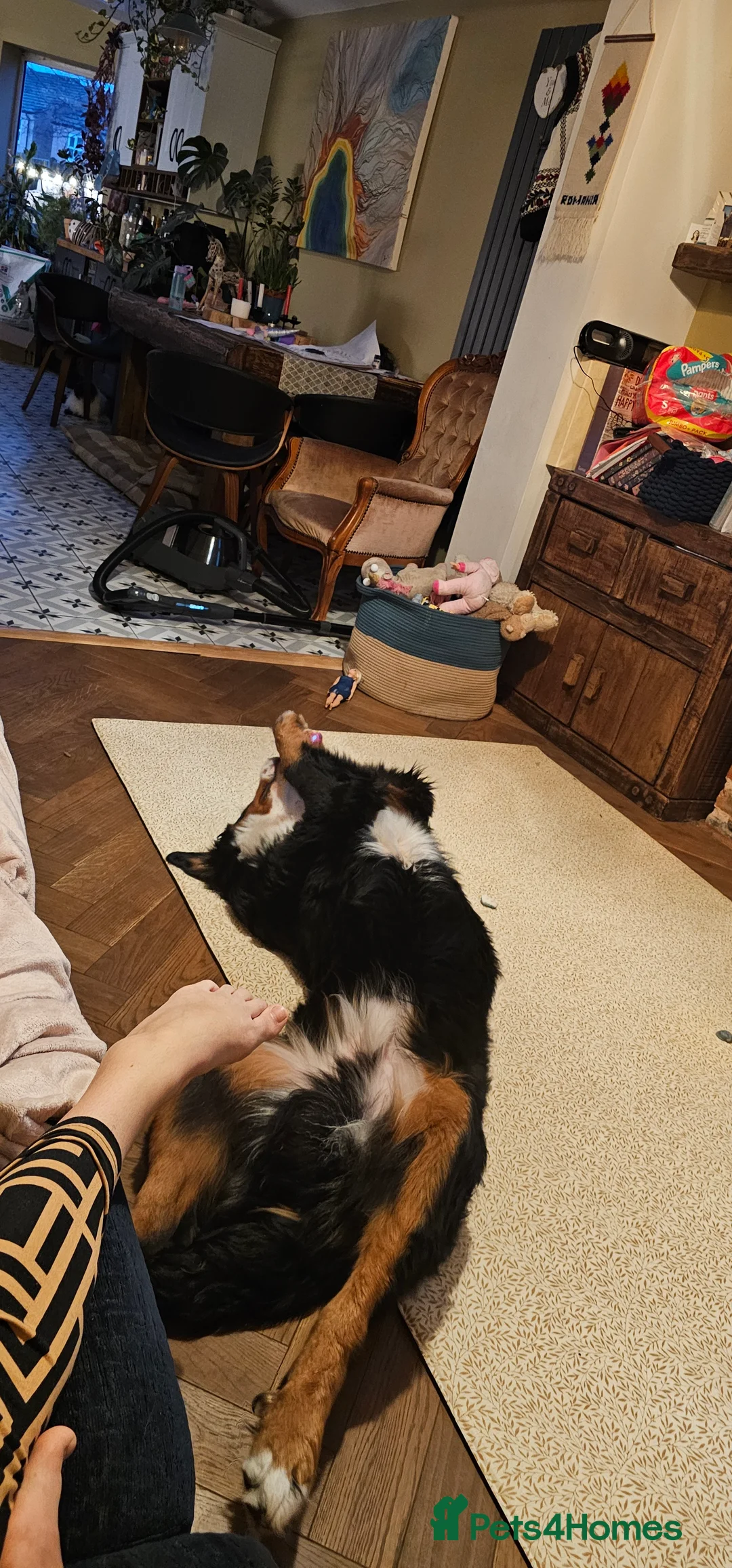 Bernese Mountain Dog dogs for sale: Bernese mountain dog for sale - Advert 5