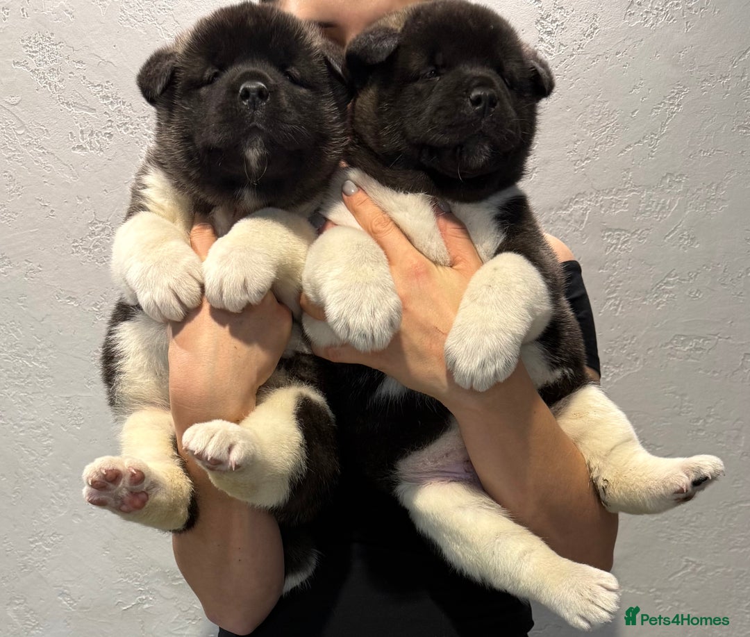 Akita dogs for sale: AMERICAN AKITA LOOKING FOR HOME - Advert 20