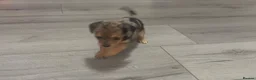 Jackshund dogs for sale: Beautiful jackweenies for sale  - Advert 7