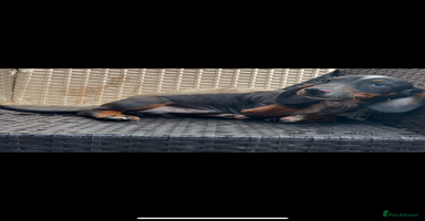 Dachshund dogs - Advert 10