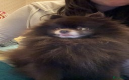 Pomeranian dogs for stud: Parti and lilac producing Russian chocolate stud  - Image 5