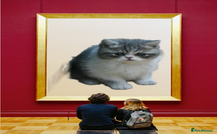 Exotic cats - Advert 6