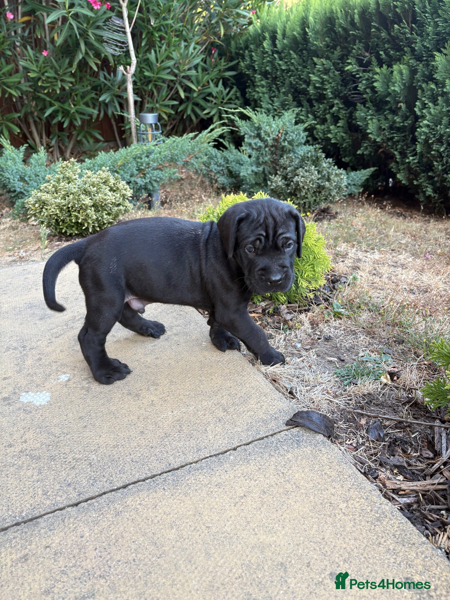 Cane Corso dogs 4 Stunning Cane Corso Big Boys!!! - Advert 2