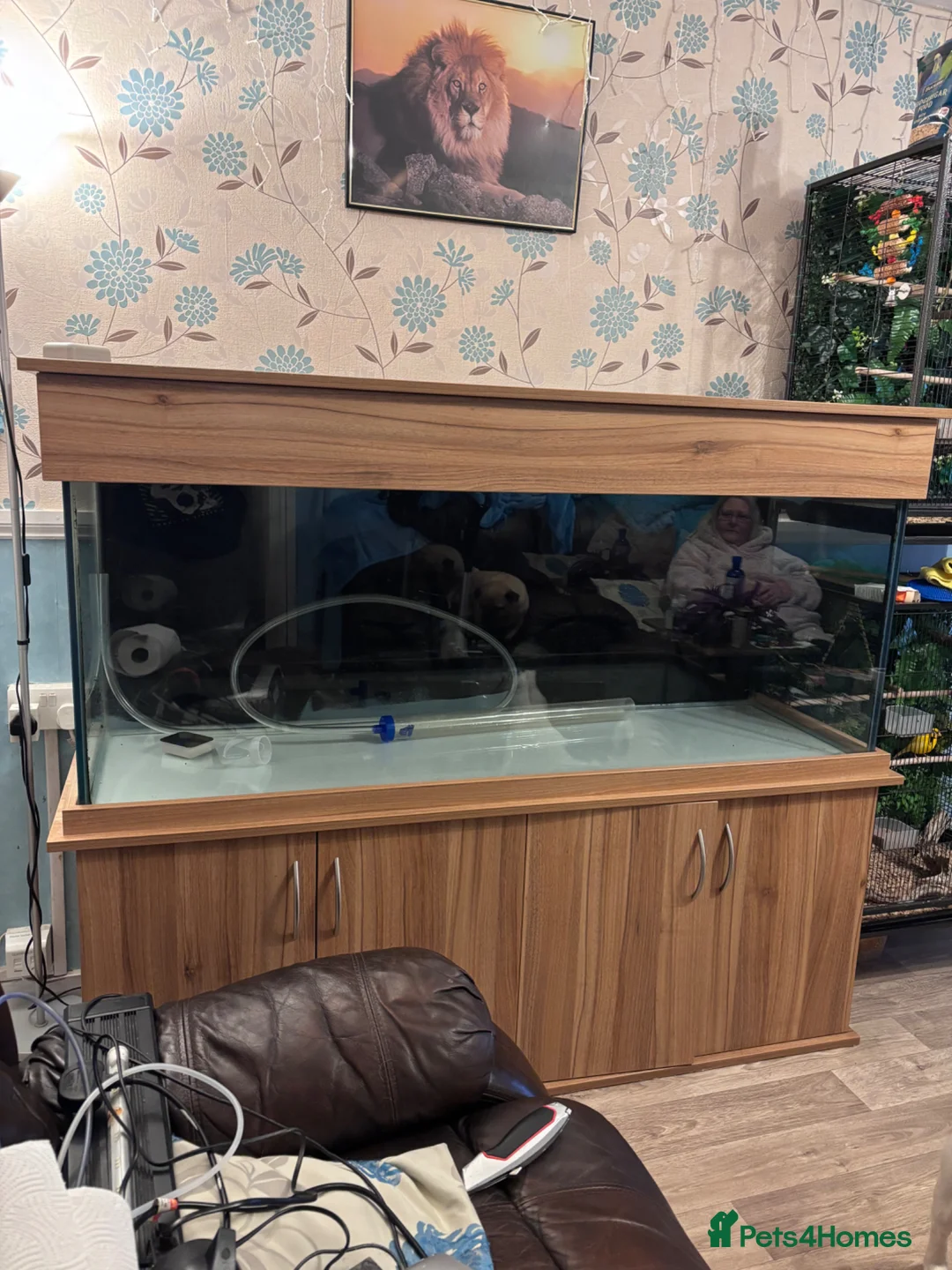 Other/Mixed Breed fish for sale: Seashell elite 5ft aquarium fish tank set up  in Abergele - Advert 2