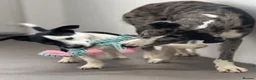 Lurcher dogs for sale: 2yo Blue Merle Lurcher, lovely kind and sweet  in Beaworthy - Advert 11