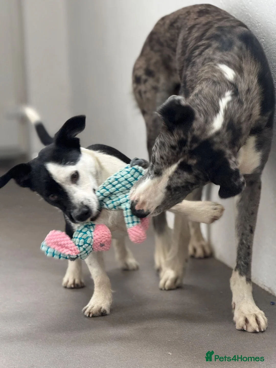 Lurcher dogs for sale: 2yo Blue Merle Lurcher, lovely kind and sweet  in Beaworthy - Advert 11