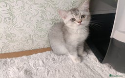 British Shorthair cats for sale: Gorgeous kittens for sale  - Image 13