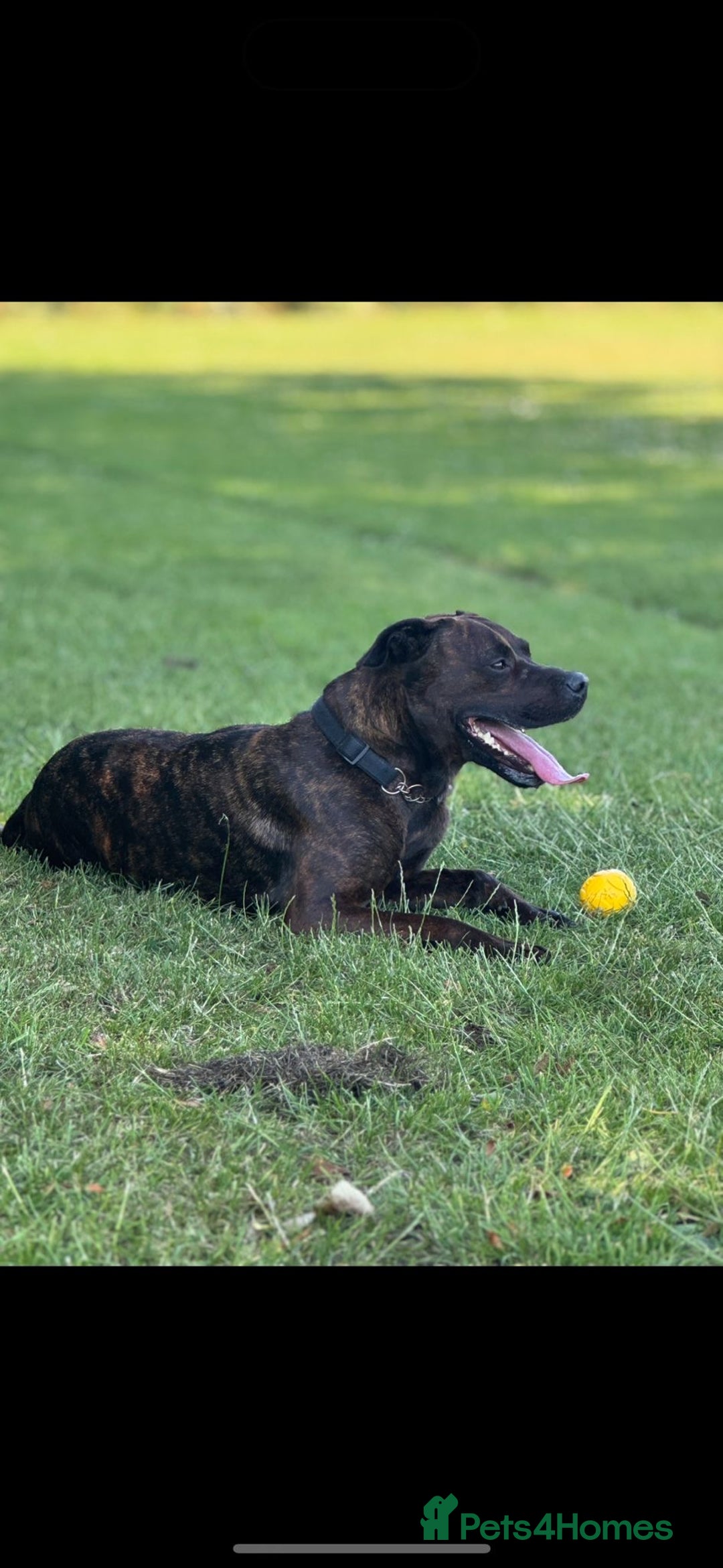 Mixed Breed dogs for sale: 4 year old male staffy mastiff cross - Advert 1
