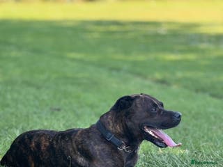Mixed Breed dogs 4 year old male staffy mastiff cross - Advert 5