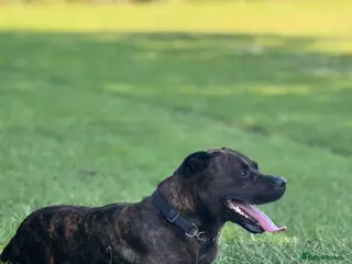 Mixed Breed dogs 4 year old male staffy mastiff cross - Advert 9
