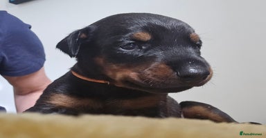 Dobermann dogs - Advert 2