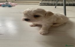 Zuchon dogs for sale: Zuchons pups ( Teddy bear pups) - Image 1