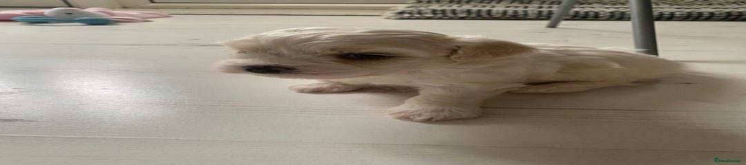 Zuchon Puppy 3