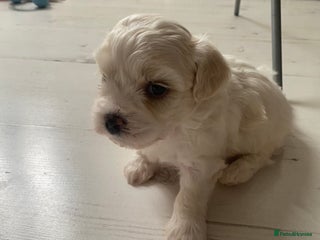 Zuchon dogs - Advert 2