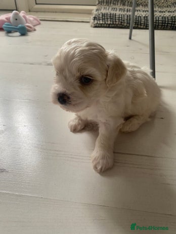 Zuchon dogs - Advert 2