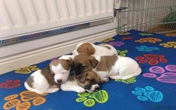 Jack Russell dogs for sale: Jack Russell puppies - Advert 7