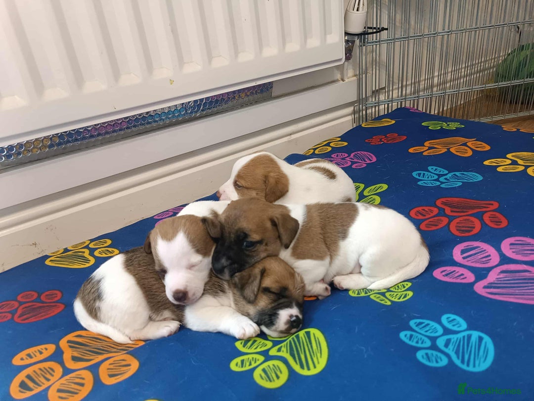 Jack Russell dogs for sale: Jack Russell puppies - Advert 7
