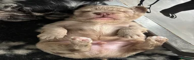 French Bulldog 7