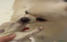 Pomeranian dogs for sale: 3 Beautiful small white Pomeranian pups  - Image 7