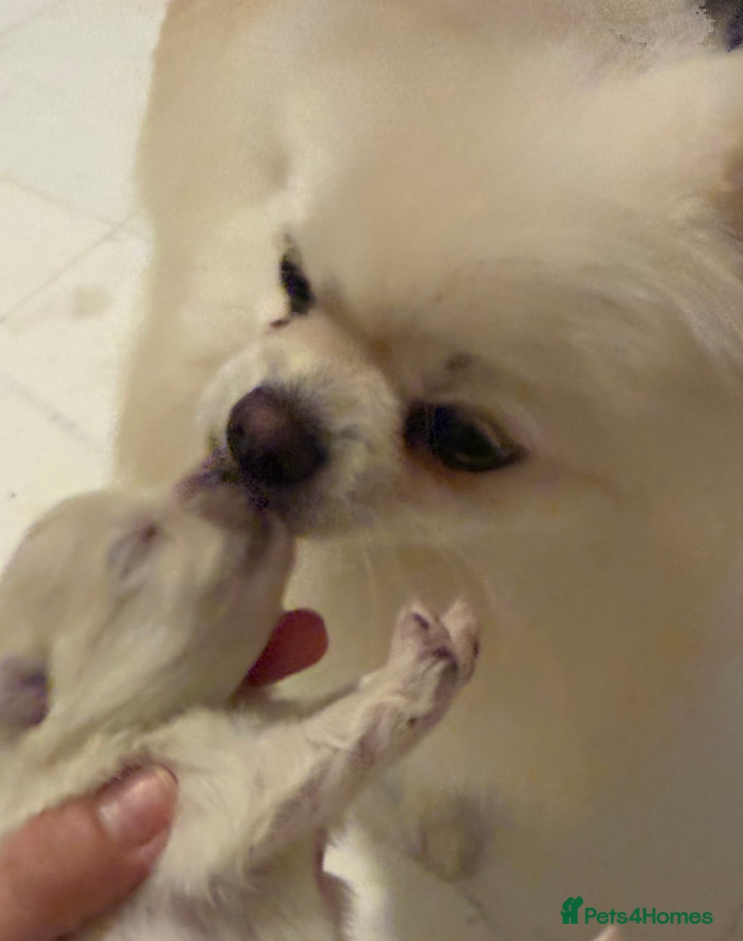 Pomeranian dogs for sale: 3 Beautiful small white Pomeranian pups  - Image 7
