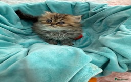 Persian cats for sale: Stunning Long haired chinchilla Persian kittens  - Image 2