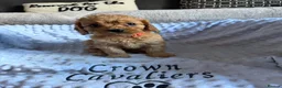 Cavapoo dogs for sale: F1 RED CAVAPOOS HEALTH TESTED KC PARENTS LICENSED  - Advert 22