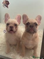 French Bulldog dogs - Advert 4