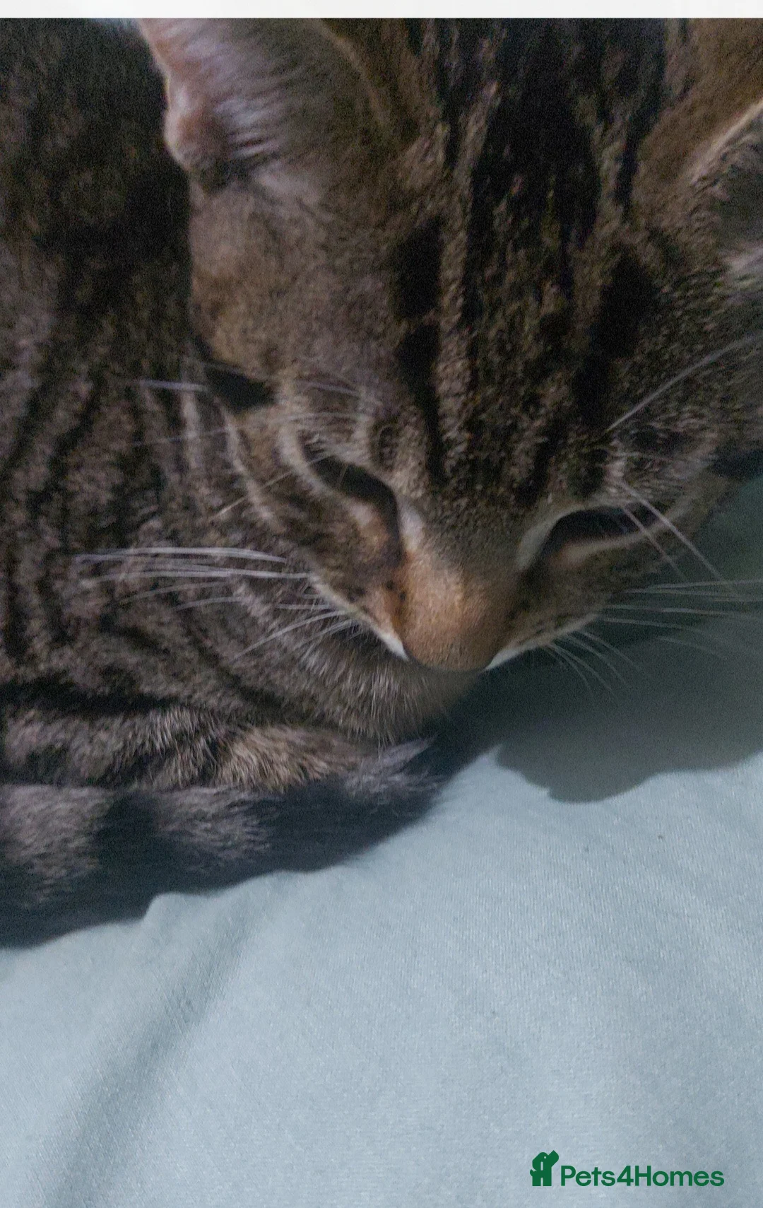 Domestic Shorthair cats for sale: 4 Cats for Sale 3 Kittens & Their Mum 🐱 - Advert 2