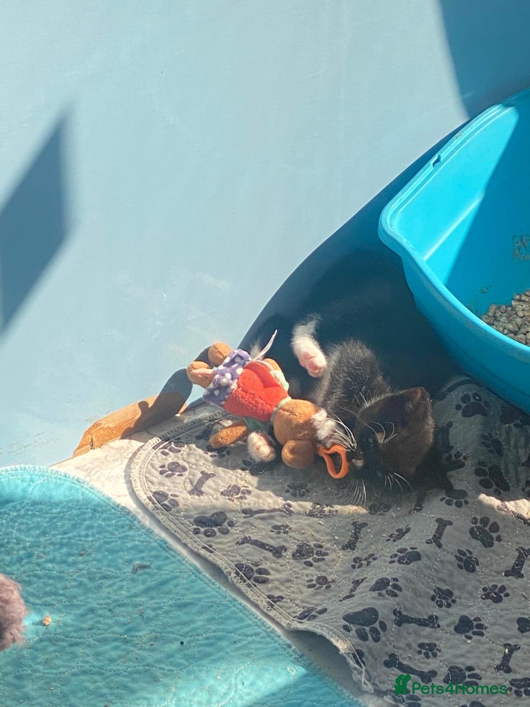 Mixed Breed cats for sale: 2 boys 1 girl left - Image 5