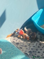 Mixed Breed cats - Advert 4