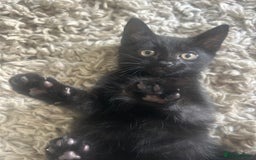 Mixed Breed cats for sale: Our lonely last little boy  - Image 1