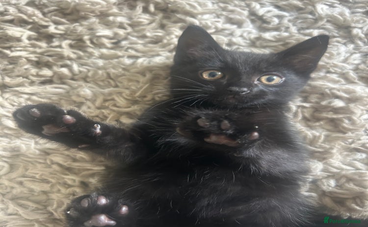Mixed Breed cats - Advert 11
