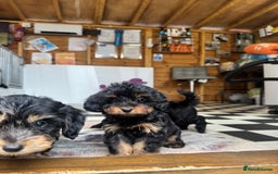 Mixed Breed dogs for sale: Daxiepoos (council licensed breeders) - Image 5