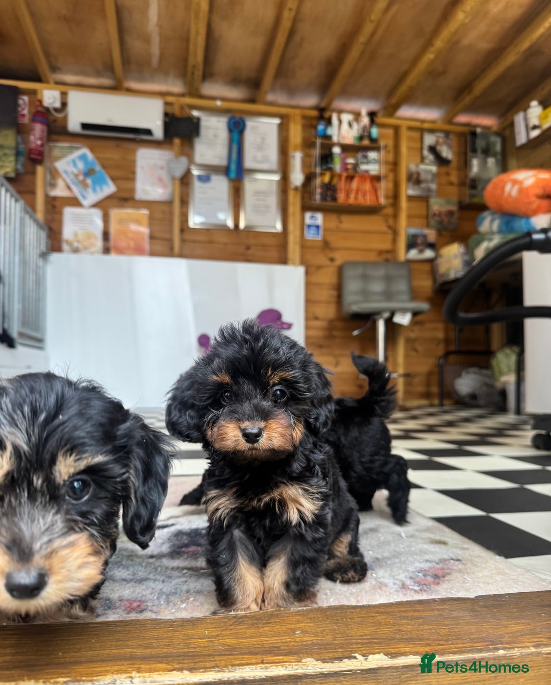 Mixed Breed dogs for sale: Daxiepoos (council licensed breeders) - Image 5