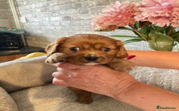 Cavalier King Charles Spaniel dogs for sale: Cavalier King Charles Spaniel Puppy 1 - Kc reg D.N.A health tested  - Image 1