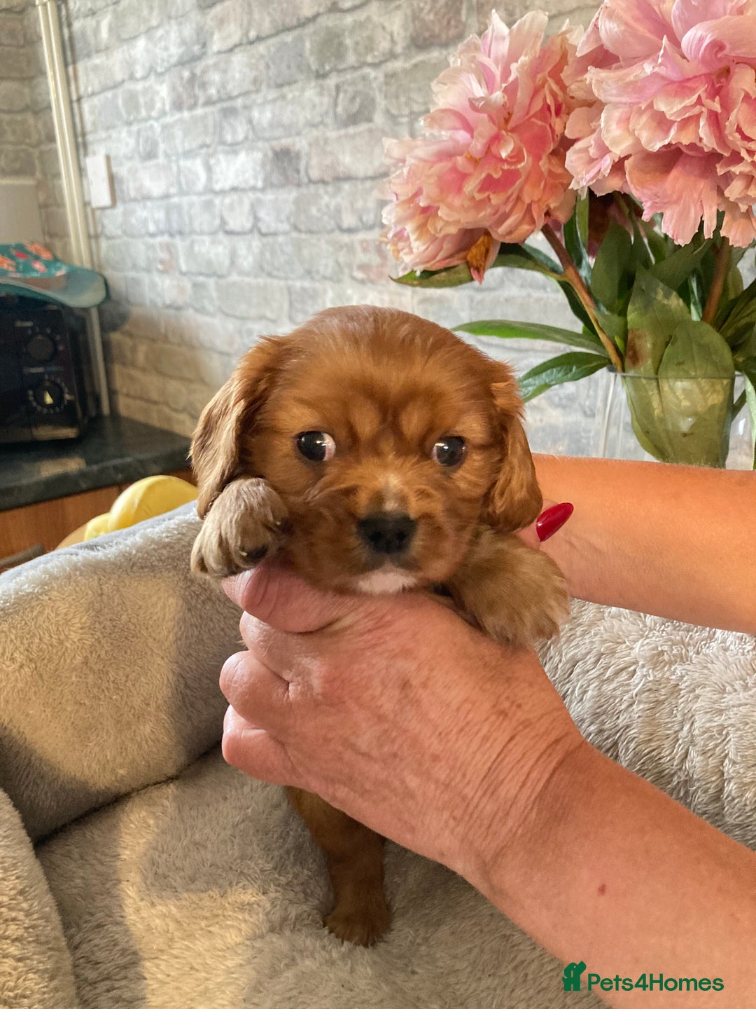 Cavalier King Charles Spaniel dogs for sale: Cavalier King Charles Spaniel Puppy 1 - Kc reg D.N.A health tested  - Image 1