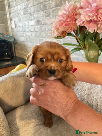 Cavalier King Charles Spaniel dogs - Advert 5