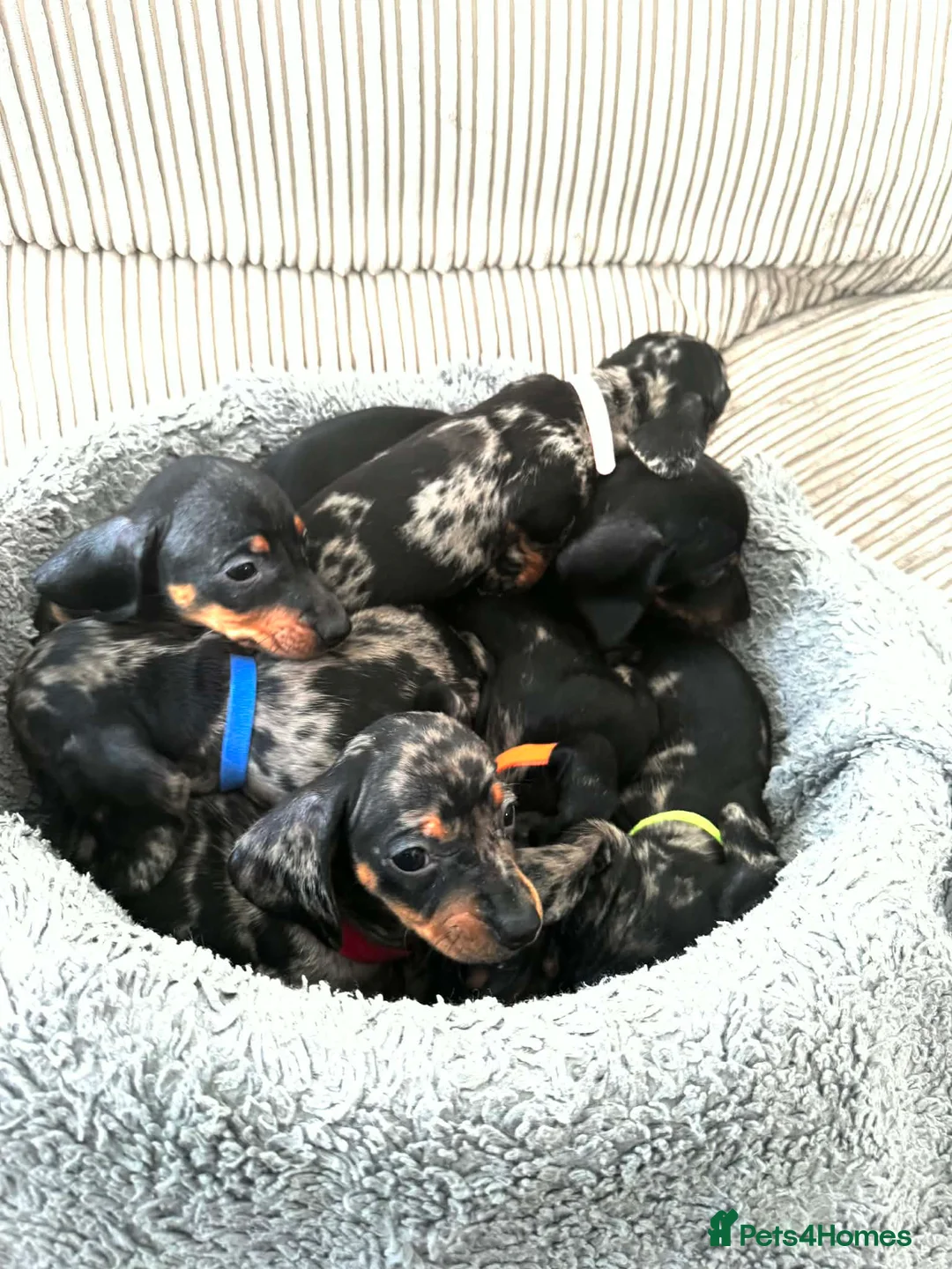 Miniature Dachshund dogs for sale: Miniature Dachshund  - Advert 2