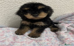 Cockapoo dogs for sale: Miniature heath tested cockapoos - Image 23