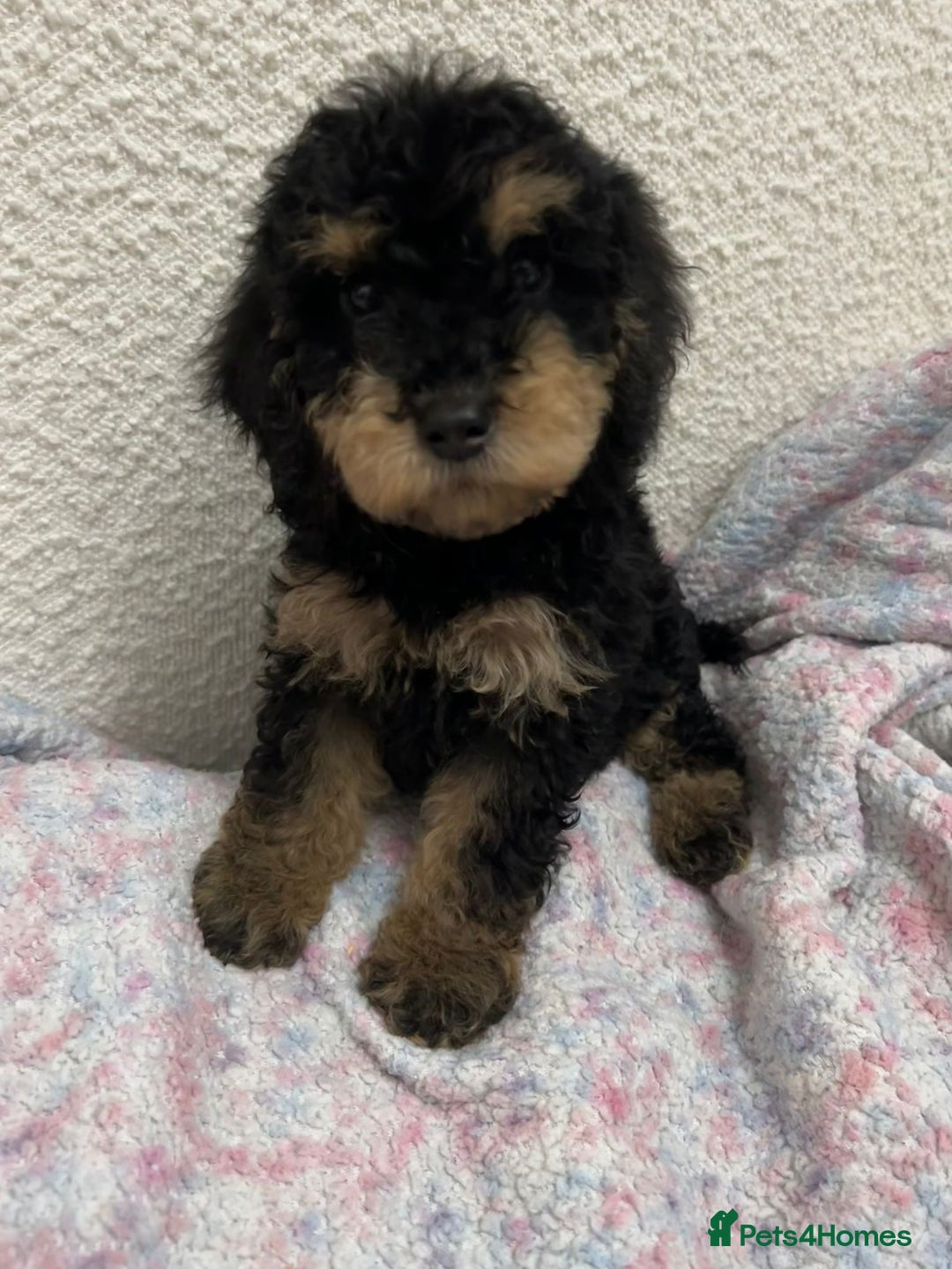 Cockapoo dogs for sale: Miniature heath tested cockapoos - Image 23
