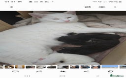 Turkish Angora cats for sale: Polydactyl male Turkish angora kittens - Image 5