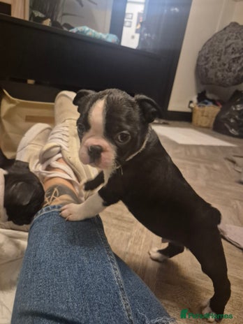 Boston Terrier dogs - Advert 1