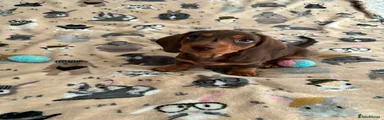 Miniature Dachshund 1